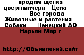 продам щенка цвергпинчера › Цена ­ 15 000 - Все города Животные и растения » Собаки   . Ненецкий АО,Нарьян-Мар г.